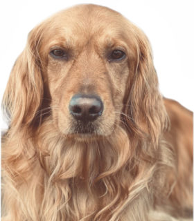 Stella the golden retriever